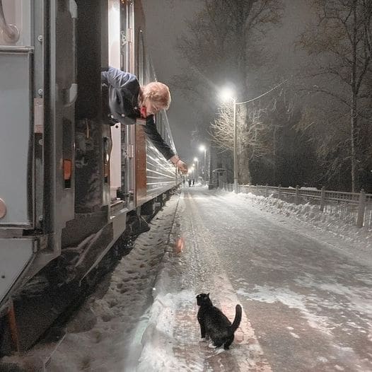 “The Punctual Feline: A Train-Waiting Cat’s Consistent Evening Routine”